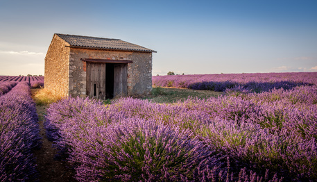 Champs de lavande en Provence